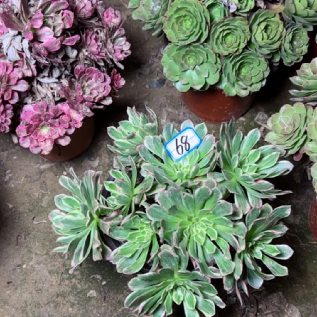 【闪购商品】林*璇多肉植物天合草68