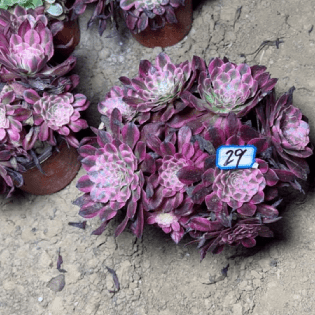 【闪购商品】多肉植物铜壶白29