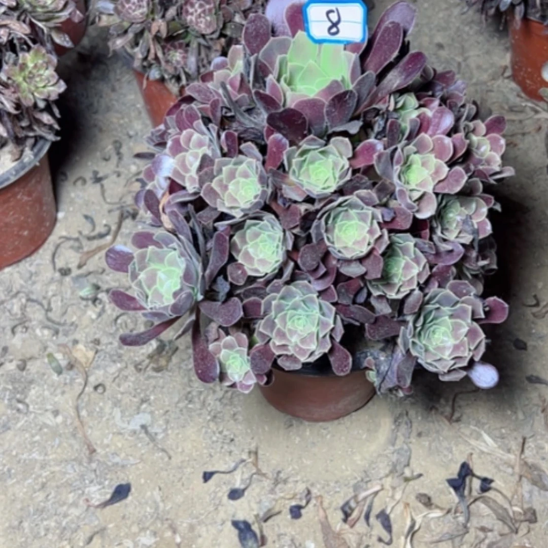【闪购商品】?****玲多肉植物欧紫8