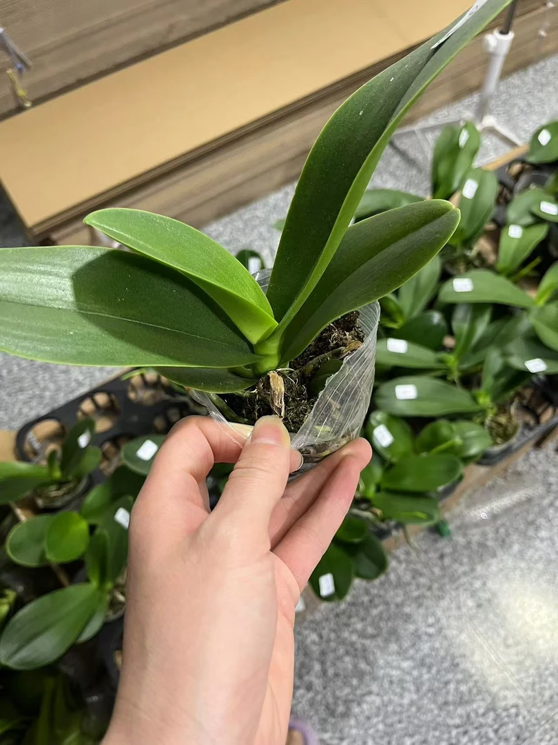 (蝴蝶兰花苗)随机品种