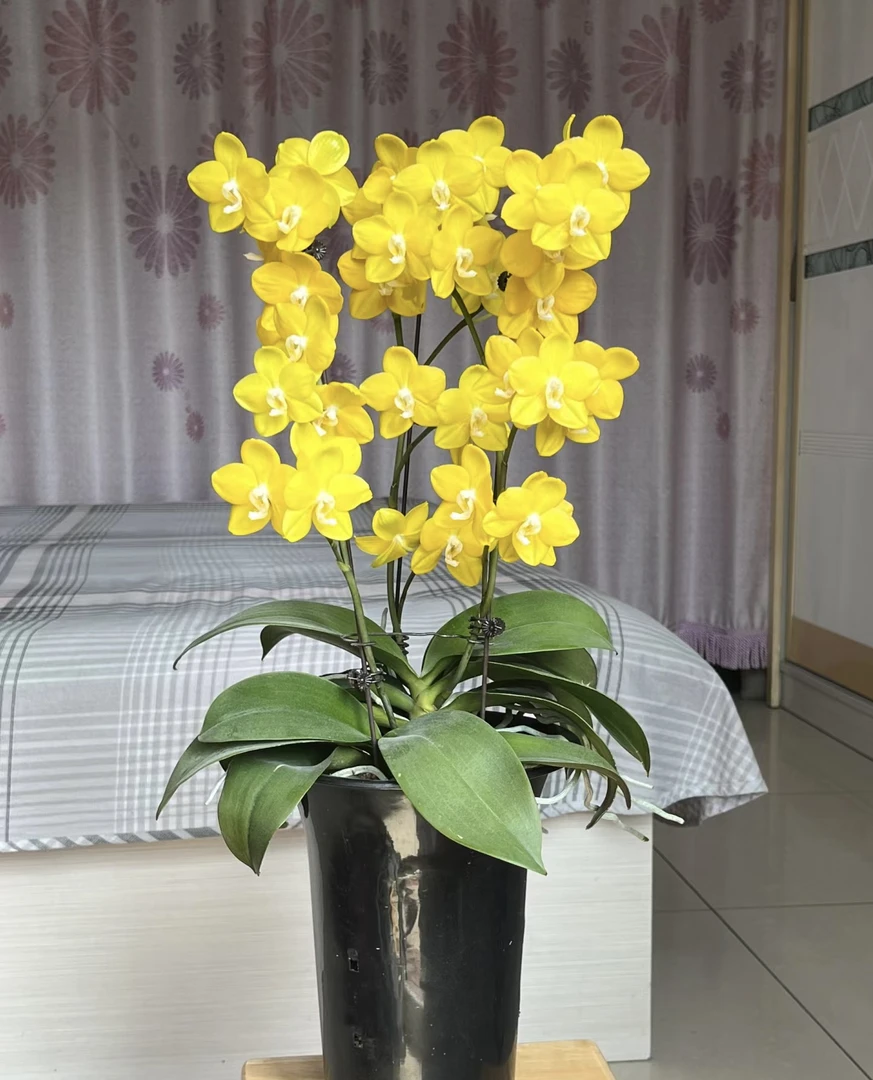 《吉祥如意》3.0加高杯寸杯，多花剑，刚抽梗，蜡质中花型。