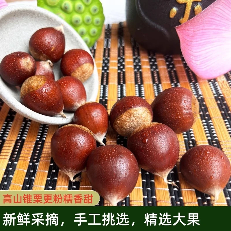 2025年新货鲜锥栗现摘非建瓯锥栗榛子野生圆尖油栗子高山3/5斤