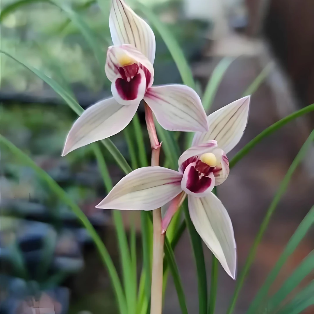 莲瓣兰心心相印兰花好养易活