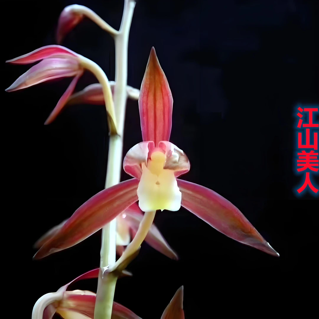 墨兰江山美人一杆多花室内阳台好养易活