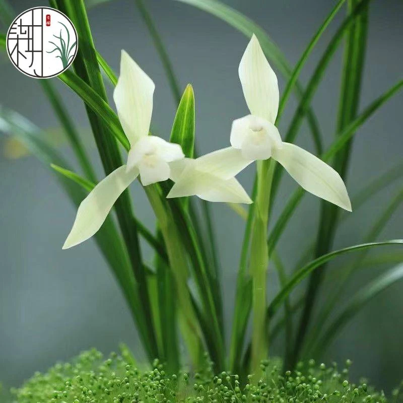 兰花春兰素心白花白雪冰心冬带花苞浓香型客厅室内花卉