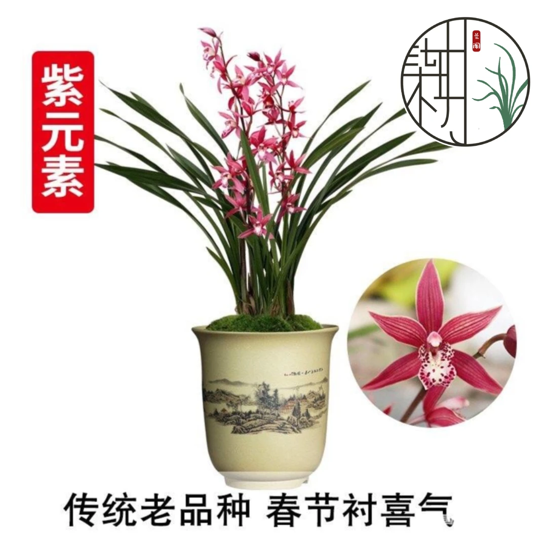 兰花大红花墨兰紫霞仙子紫元素报岁兰年宵花冬带浓香花苞室内花