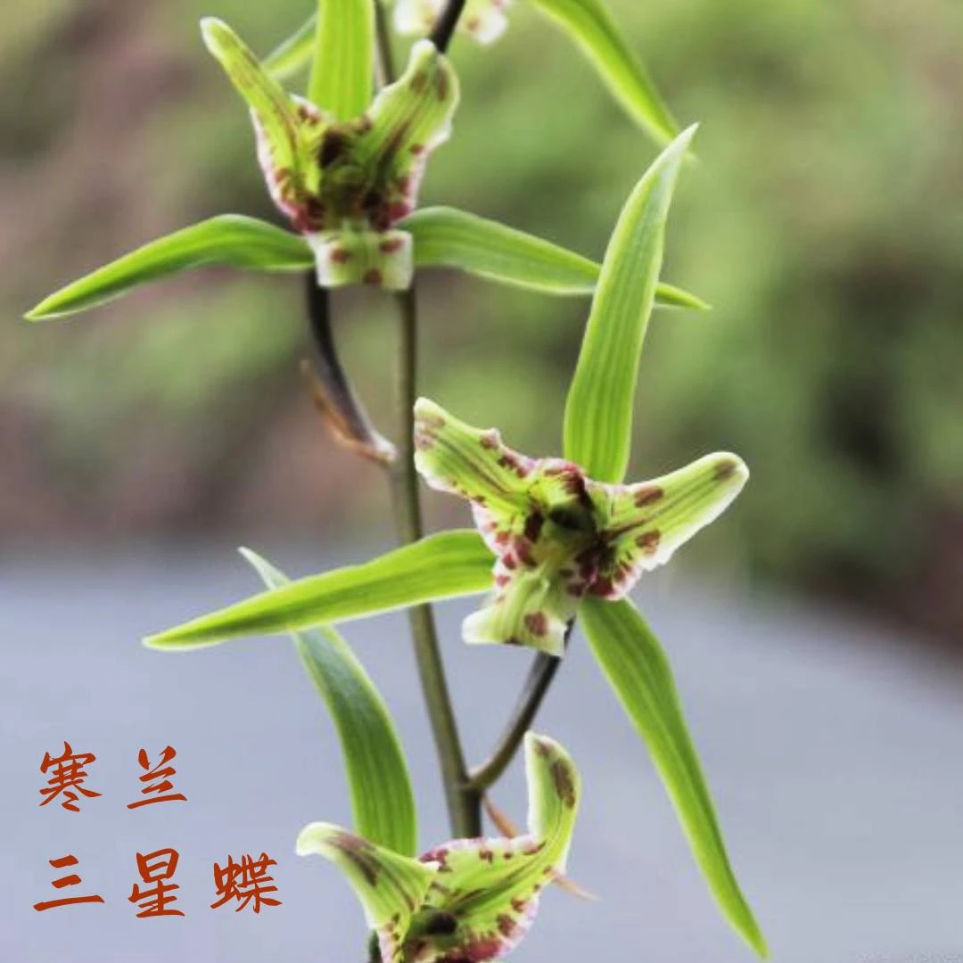 寒兰蝶花寒兰白蕊蝶