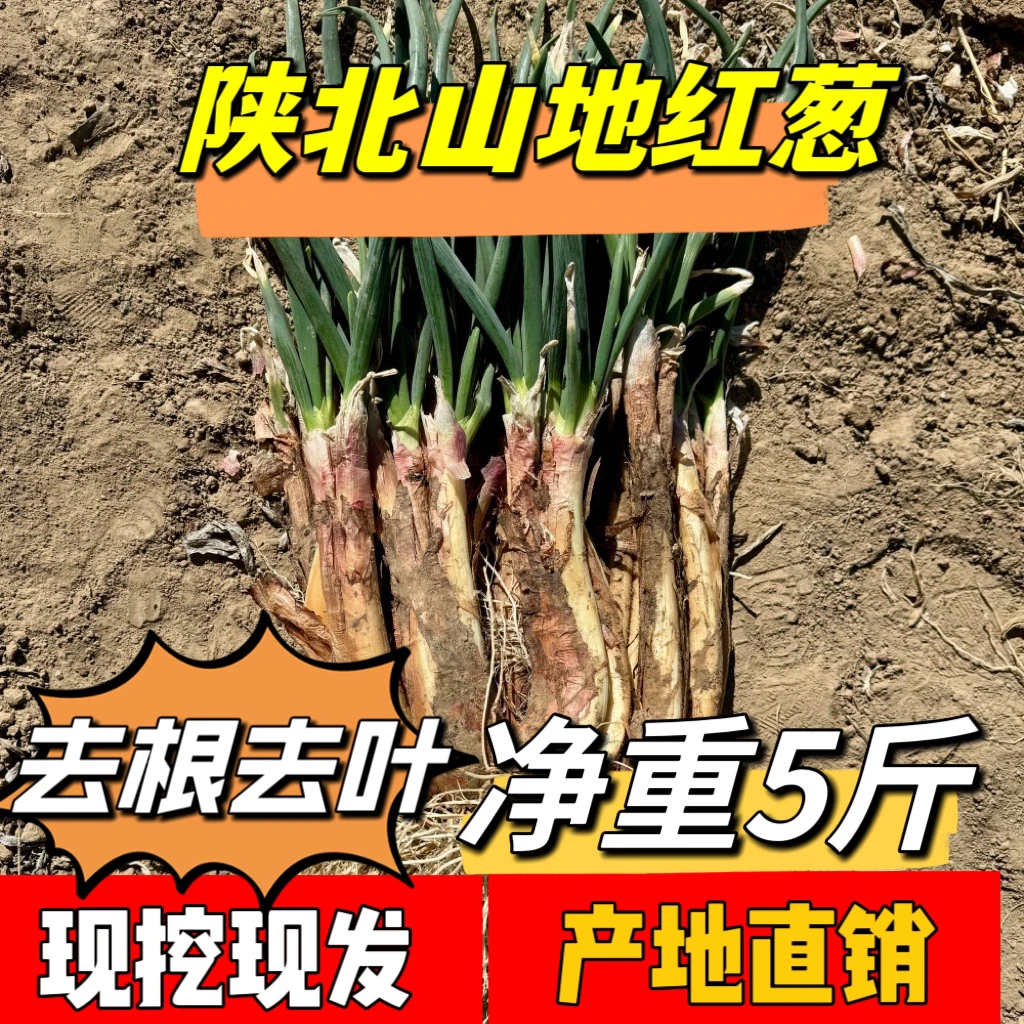 陕北大妞【陕北山地红葱】2025年新鲜现挖5斤包邮