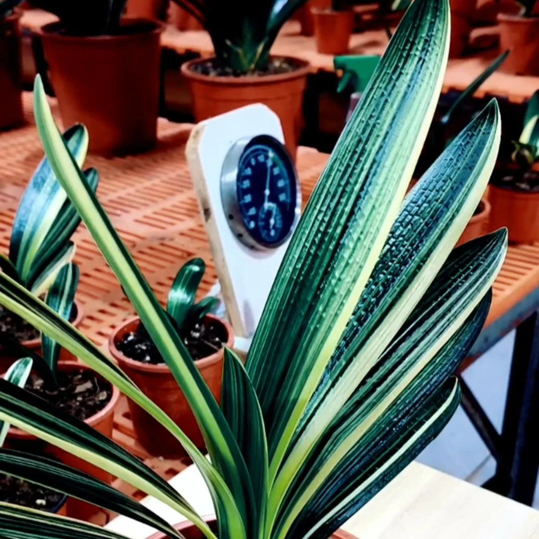 小鱼儿精品君子兰  墨版 家庭养殖花卉 国兰 技师 油匠  彩兰