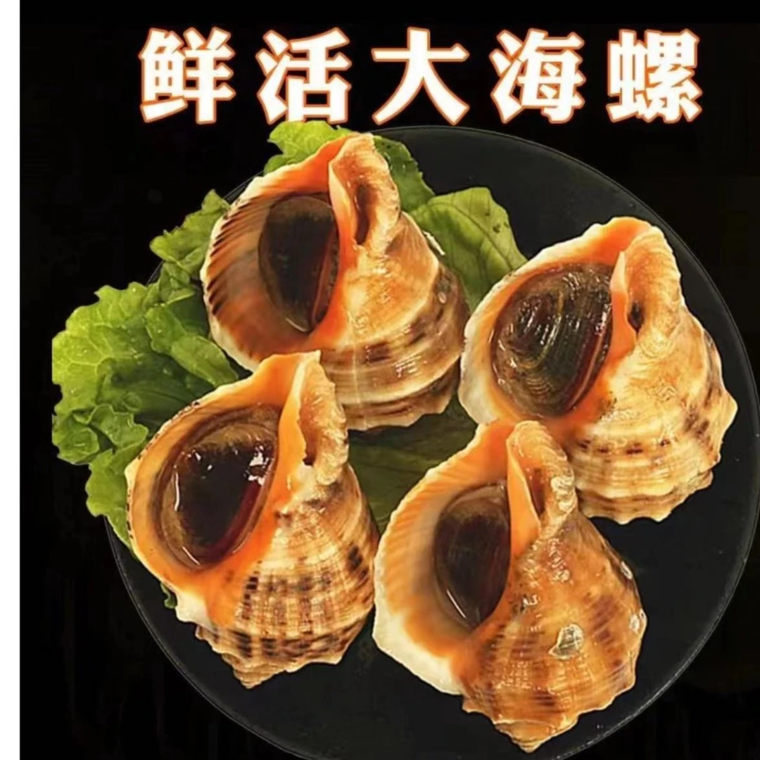 连云港发货  鲜活新鲜海螺3斤装 顺丰包邮