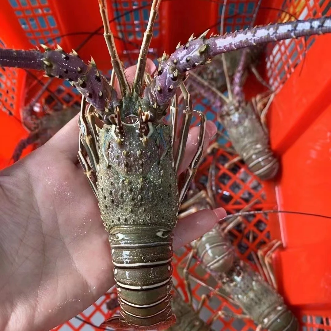 迷你小青龙 鲜活发货5只10只装单只1.2两-1.5两左右 （包鲜不包活）