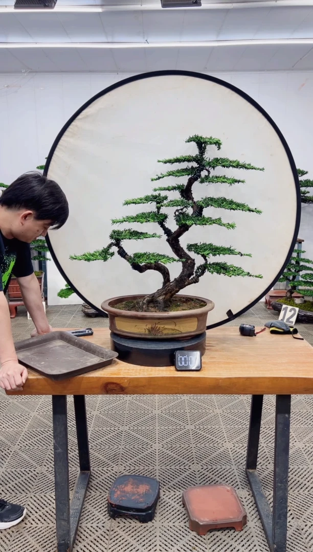 【闪购商品】盆景盆景