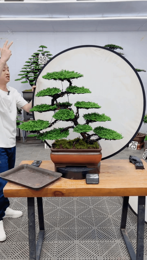 【闪购商品】盆景盆景