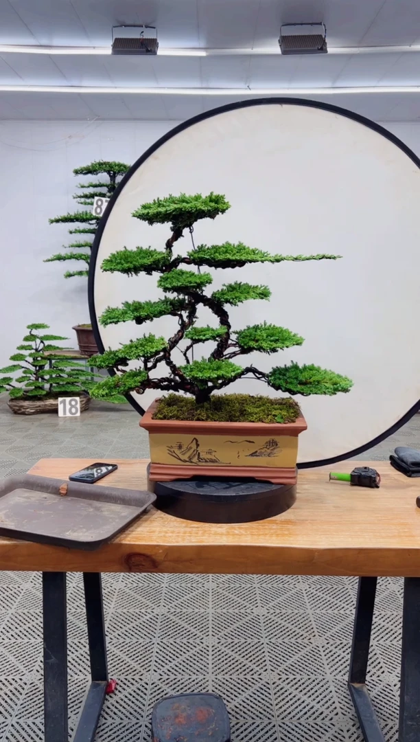 【闪购商品】盆景盆景