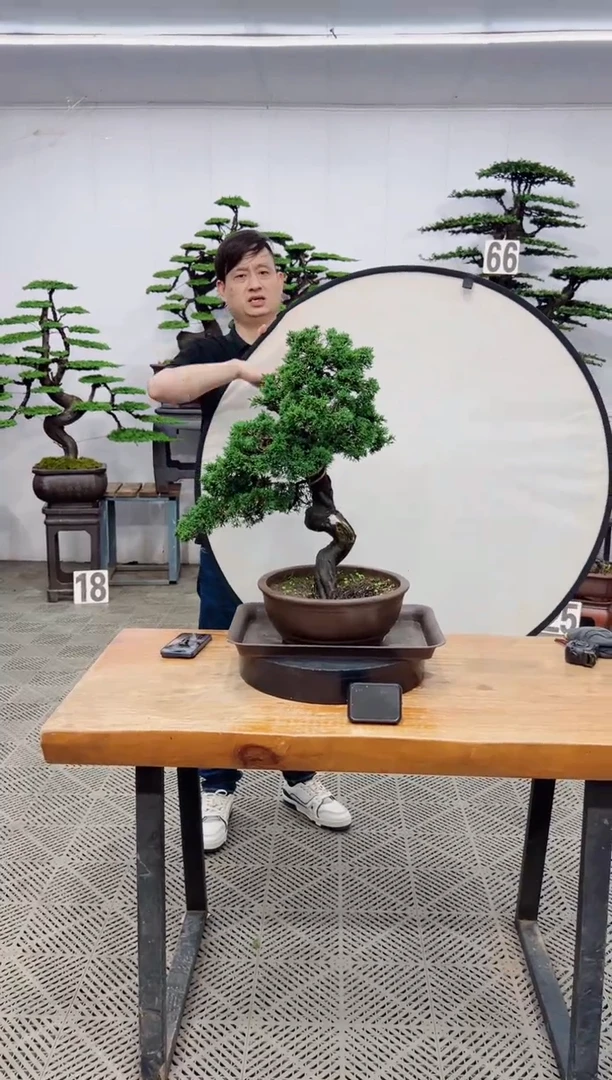 【闪购商品】盆景盆景