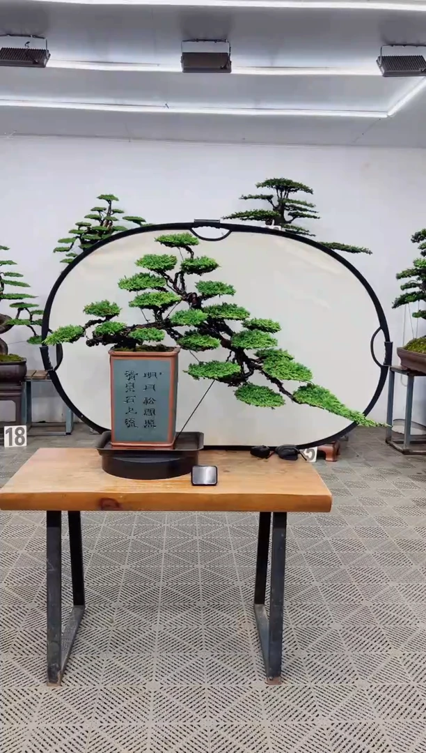 【闪购商品】盆景盆景