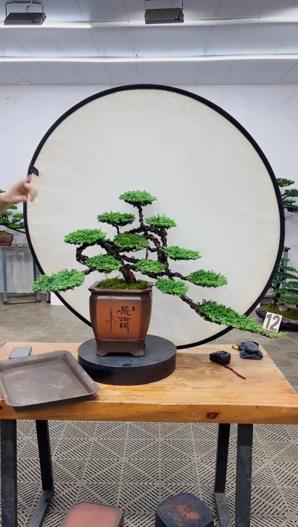 【闪购商品】盆景盆景