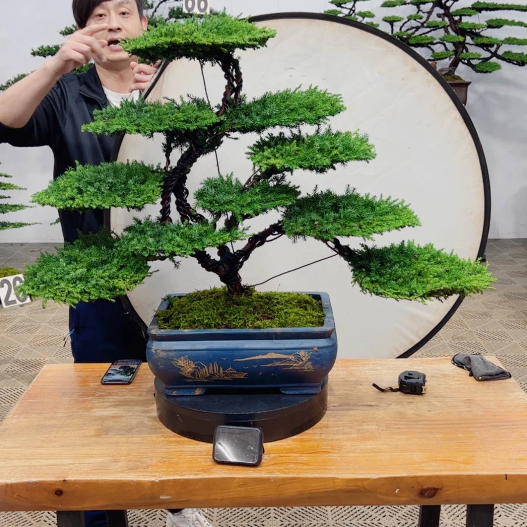 【闪购商品】盆景
