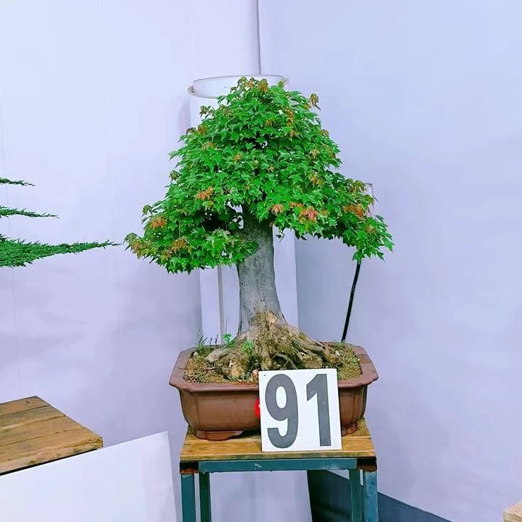 静寻盆景(91号) 老桩三角枫 红叶枫树岭南盆景 庭院盆景高95/宽75