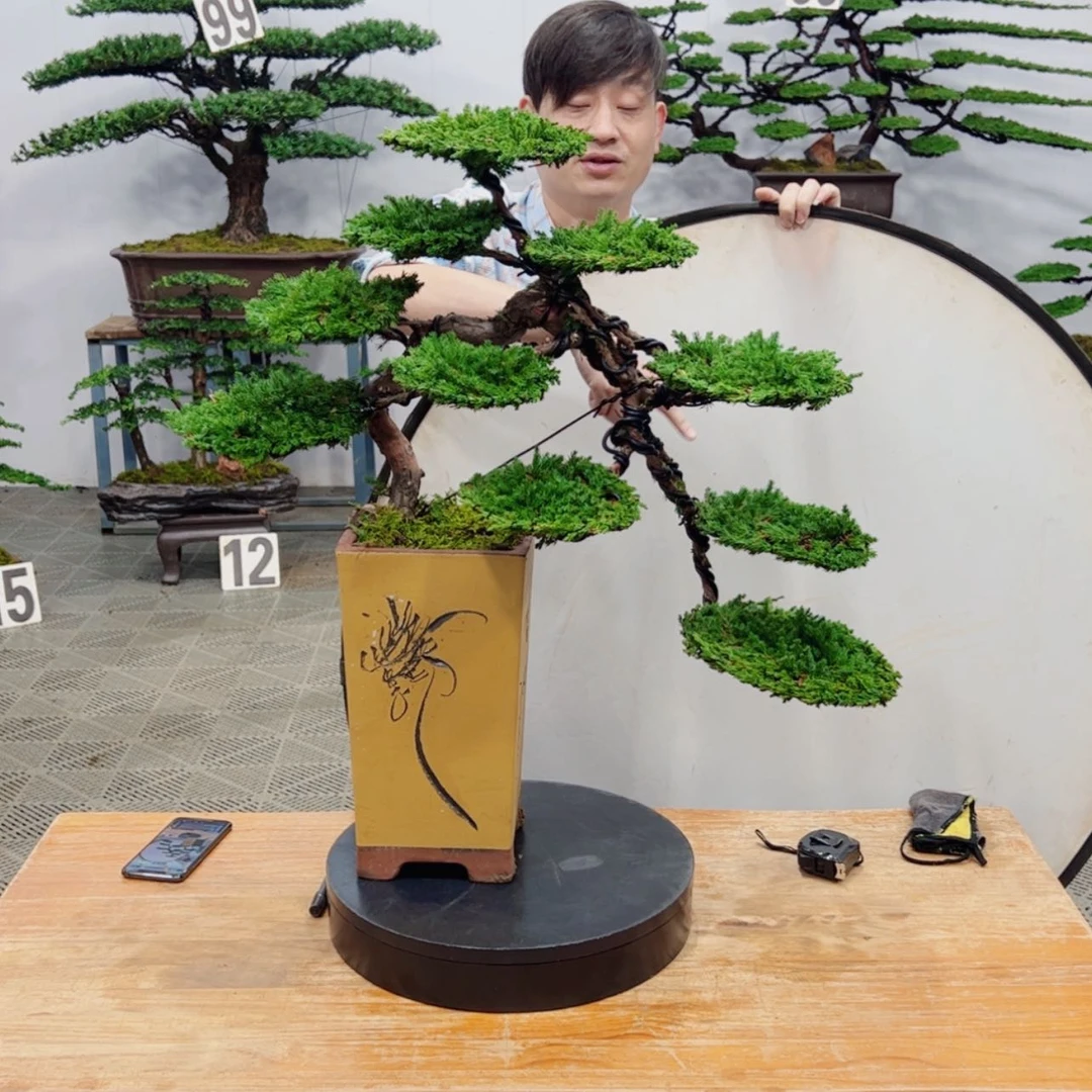【闪购商品】盆景