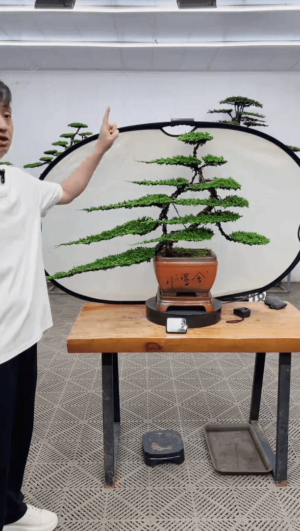 【闪购商品】盆景盆景