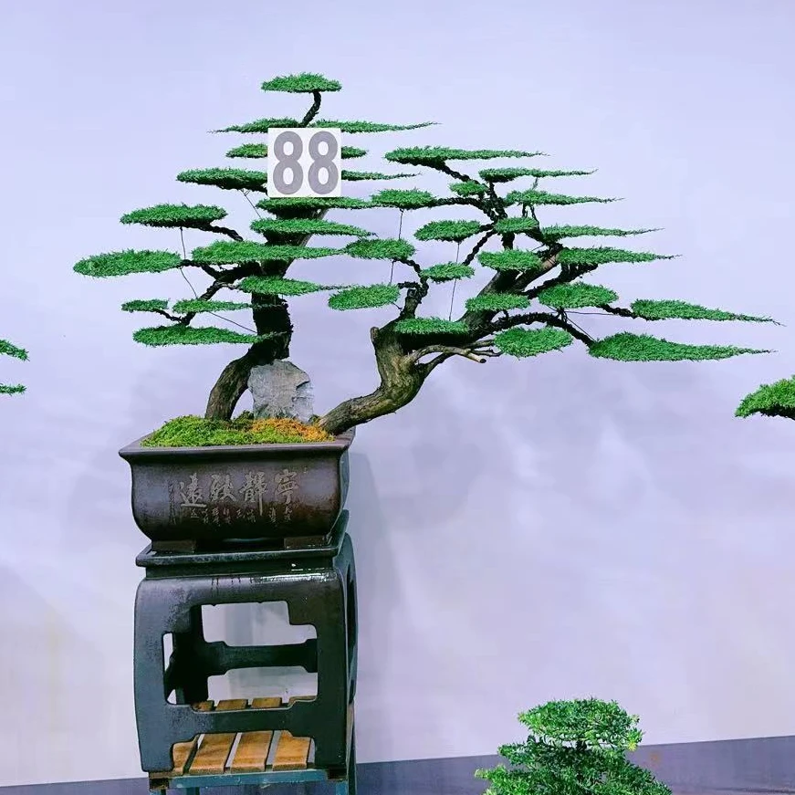 静寻盆景(88号)  老桩系鱼川真柏 庭院盆景 四季常青 高185/宽185