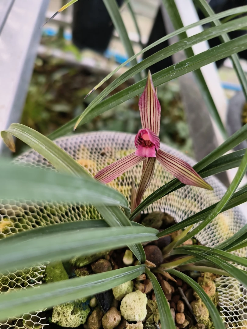 绿色园业新品春兰红素