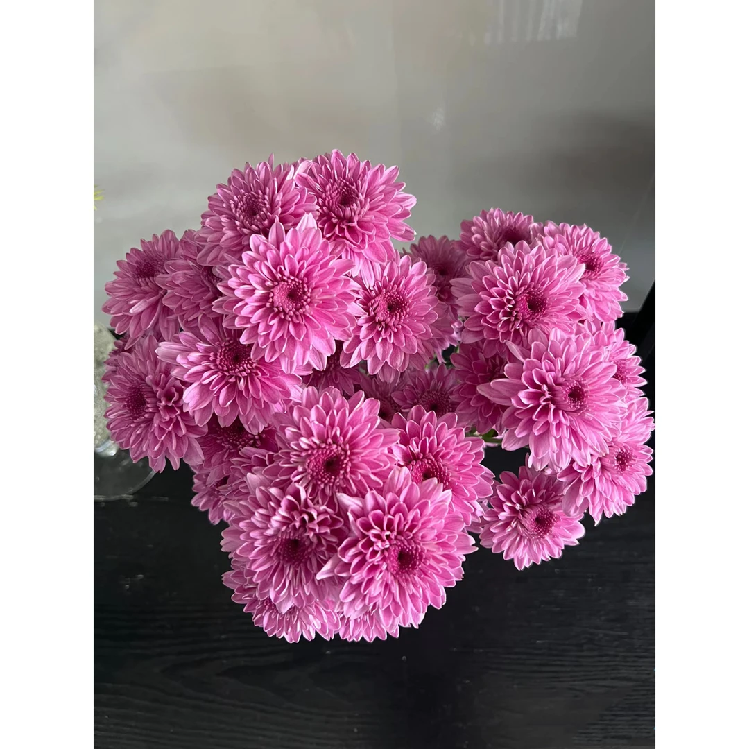 坦率粉小雏菊一把   云南基地鲜花   家养    水养