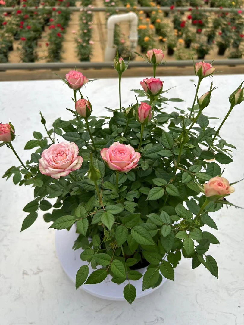 120盆小玫瑰带花苞花卉绿植植物四季室内外庭院阳台耐热月季盆栽