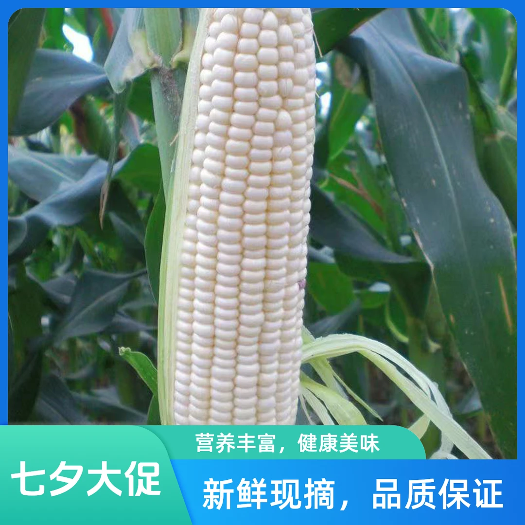东北正宗粘玉米棒 新鲜营养粘糯代餐饱腹感强（5斤左右带皮发货）