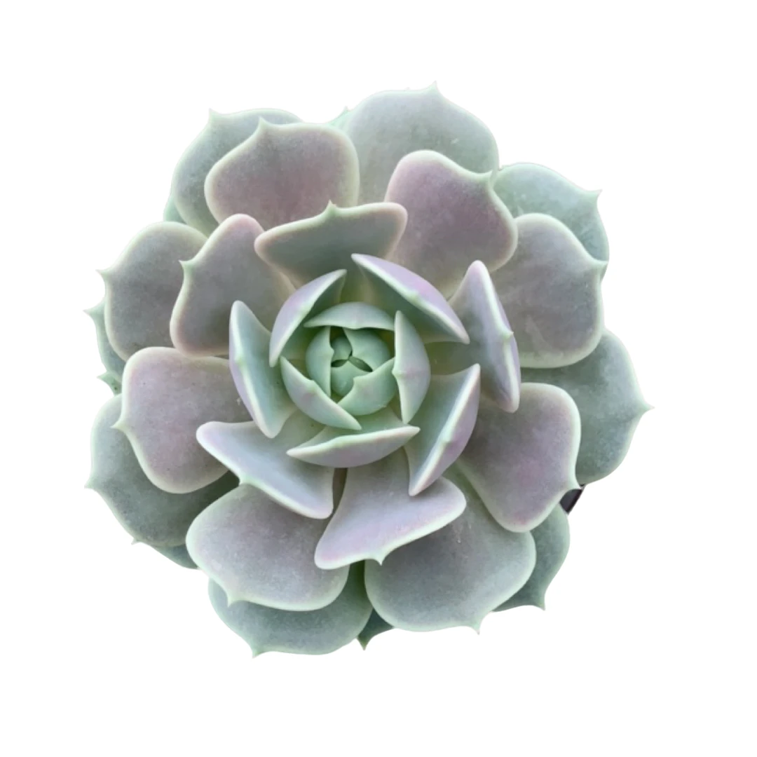 露娜莲多肉 阳台好养耐旱（满15包邮）