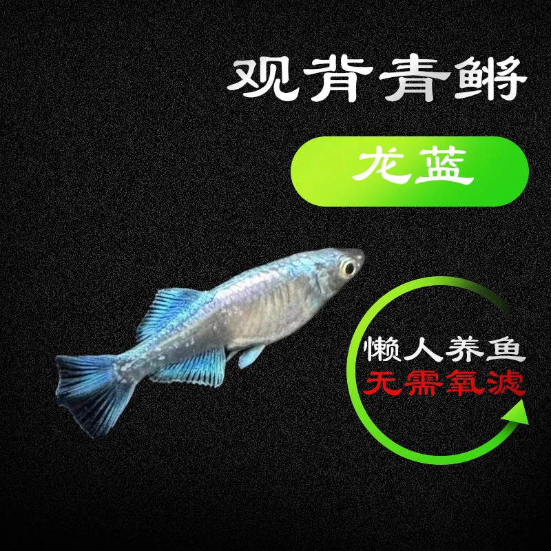 观背青鳉鱼《龙蓝》渔场直发小型观赏鱼古法养鱼广温鱼免过滤加温