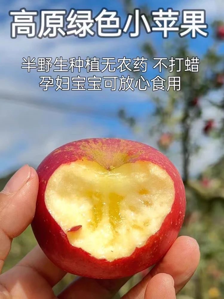 云南蒙自西北勒小苹果新鲜采摘脆甜多汁自然成熟含蜜香