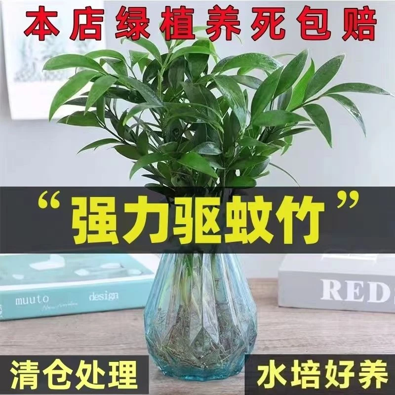 水培驱蚊竹驱蚊虫植物盆栽绿植室内花卉客厅防蚊植物好养四季常青