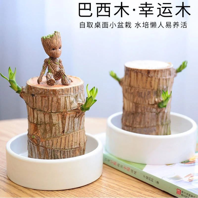 懒人巴西木盆栽室内桌面开花绿植四季常青幸运木水培网红植物花卉