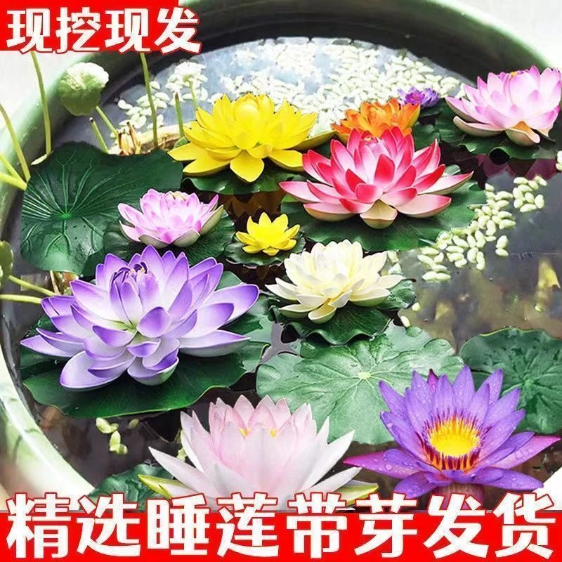 耐寒睡莲带芽大睡莲根块池塘四季睡莲花水培植物水养莲花七彩睡莲