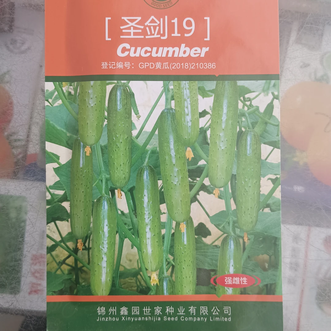 大棚陆地精品，强雌旱黄瓜，果面光亮，果色翠绿，极早熟，口味脆甜，抗