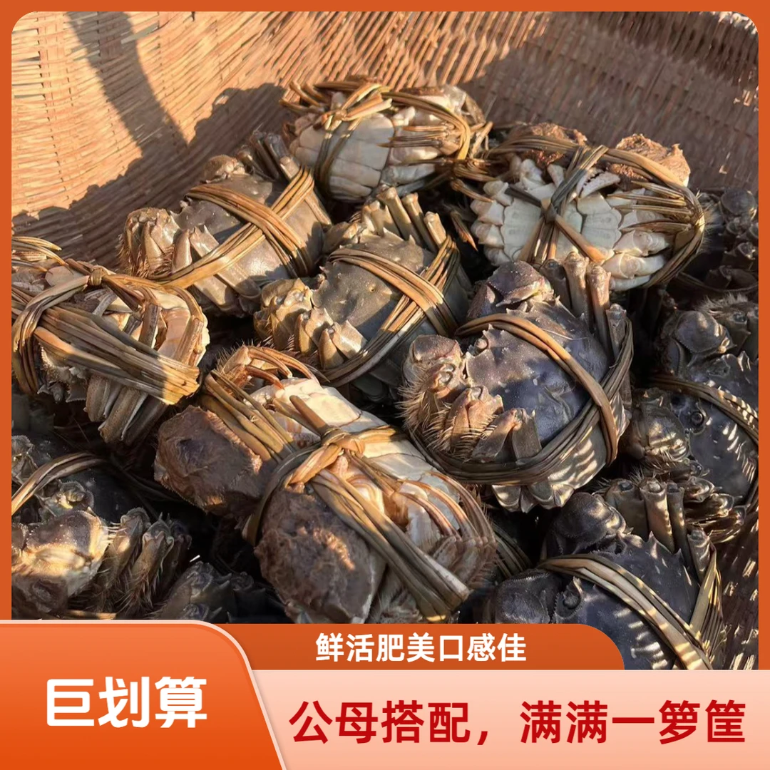 【活蟹公母对半10只】大闸蟹母蟹2.8-3两 公蟹3.8-4两 共10只包邮