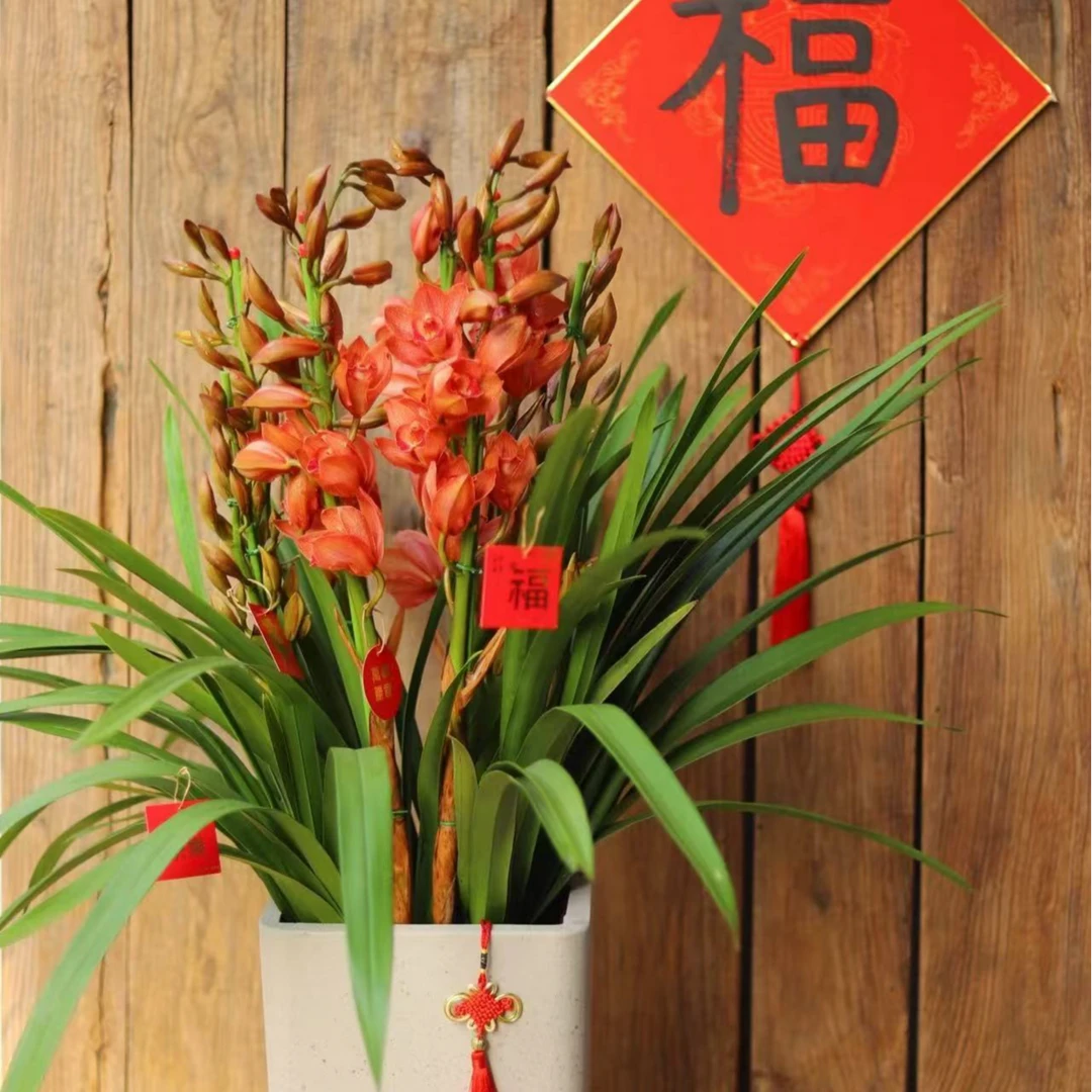 年销花【拱兰梦境】5花剑精品名贵高端兰花带花苞盆栽好养