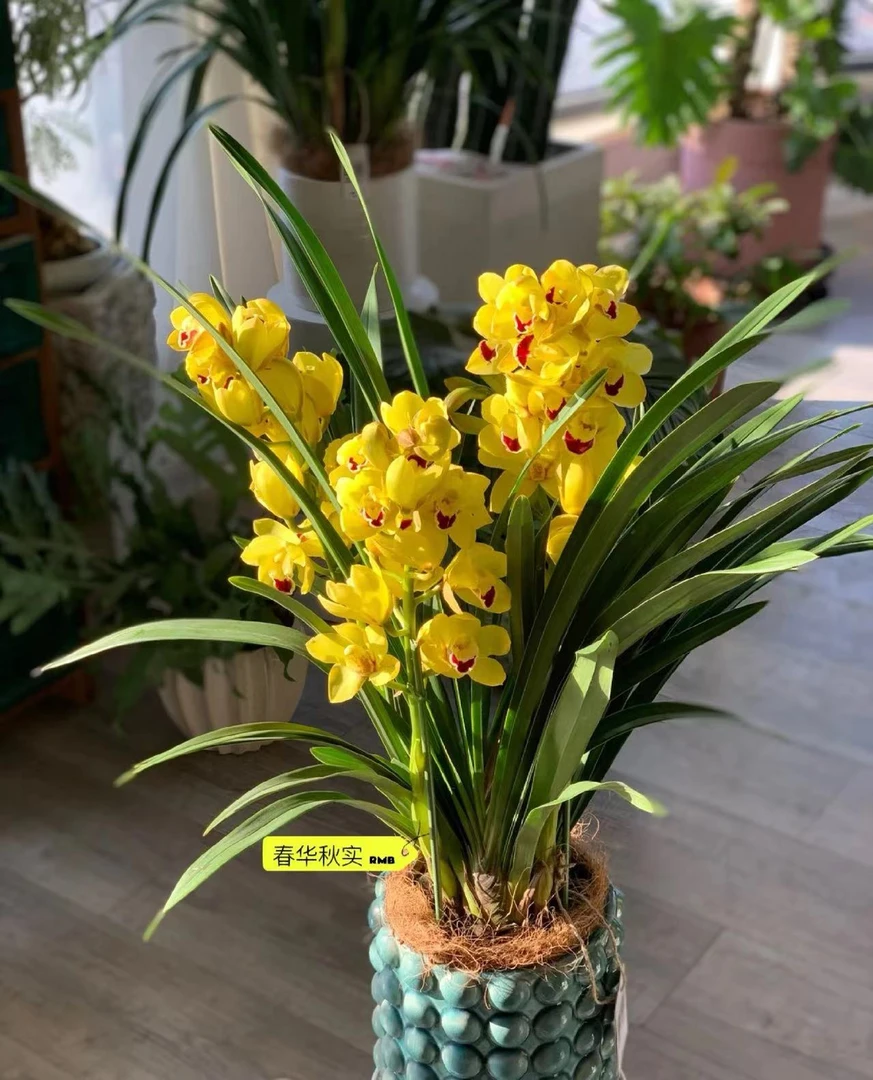 年宵花【黄金岁月】3支剑大花蕙兰高端名贵兰花盆栽南北方好养