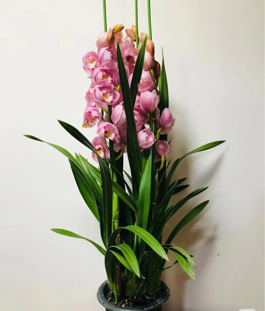 年销花【上品】3花剑精品名贵高端兰花带花苞盆栽好养