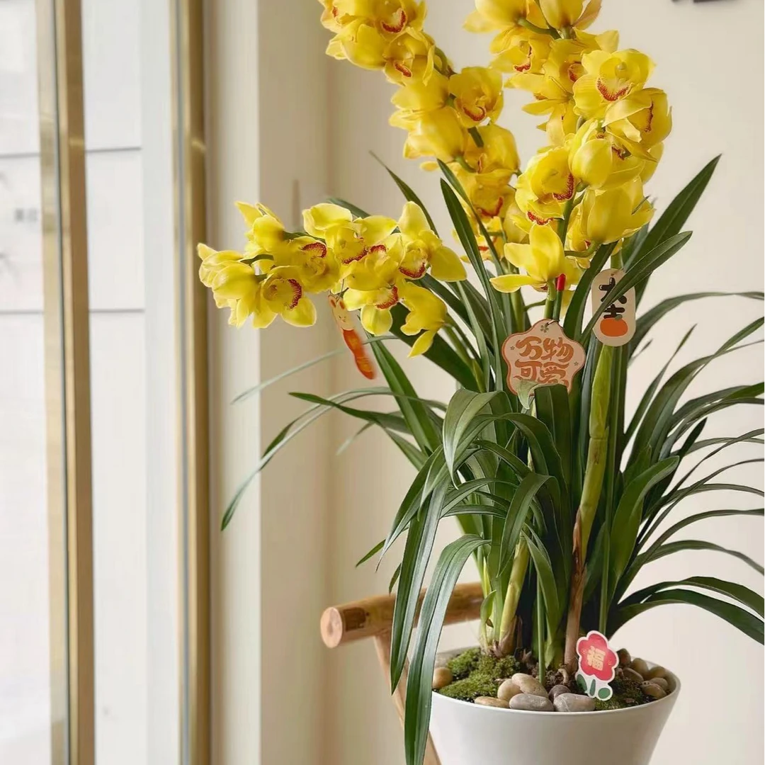 年宵花【黄金岁月】5支剑大花蕙兰高端名贵兰花盆栽南北方好养