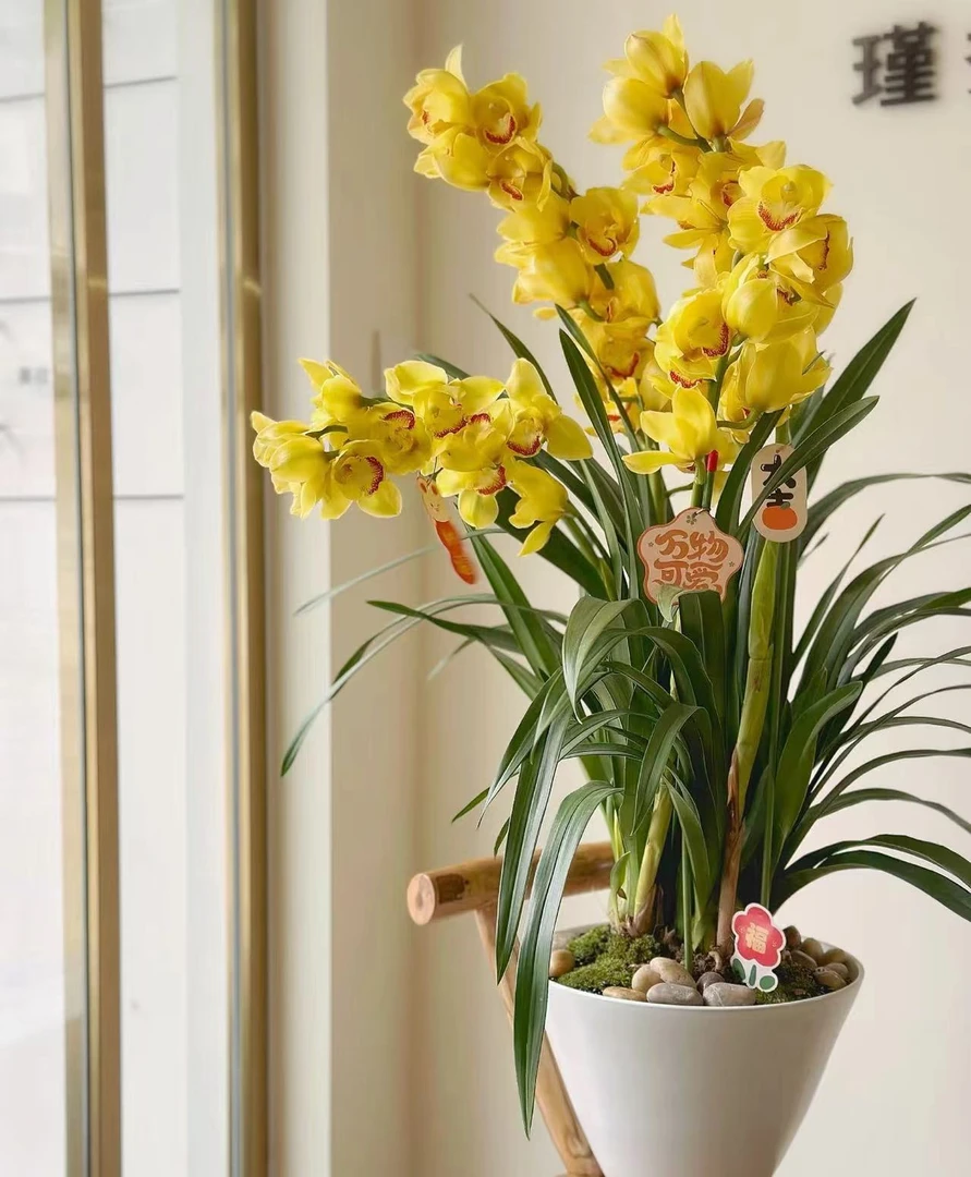 年宵花【落地金光】6支剑大花蕙兰高端名贵兰花盆栽南北方好养