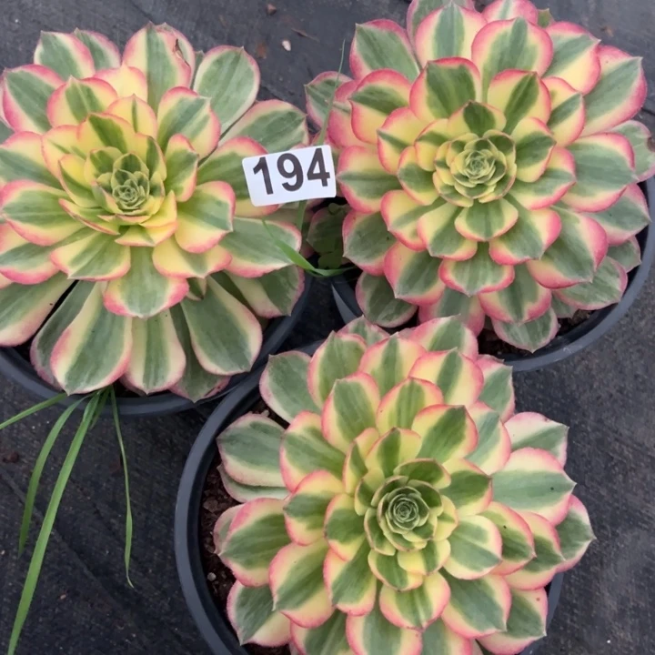 甜精品多肉植物194