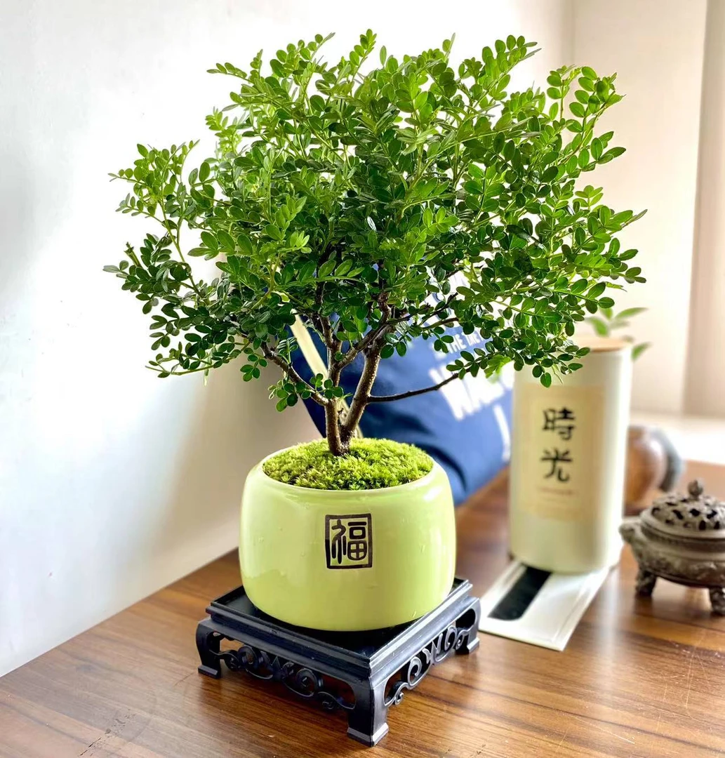 【清香胡椒木】清香型驱蚊盆栽成品发货好养香味驱虫室内外懒人绿植