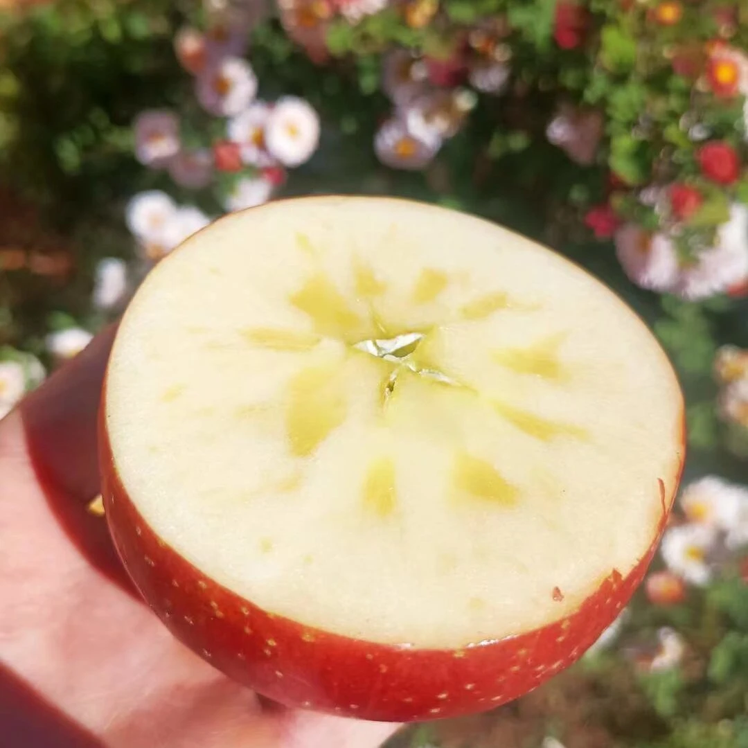 大凉山盐源冰糖心苹果果园直发新鲜应季水果脆甜多汁