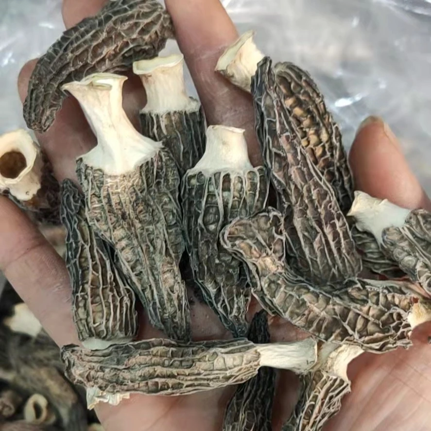 小个羊肚菌干货批发