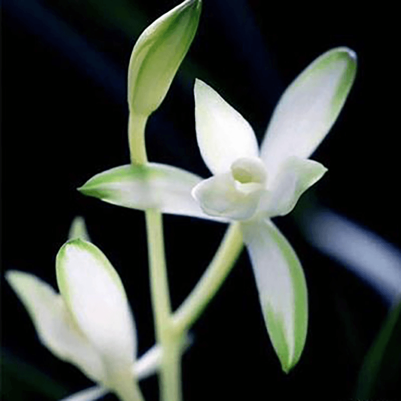 [初见兰苑专属] 建兰铭品-国色天香-素心兰花代表-花期6-11月