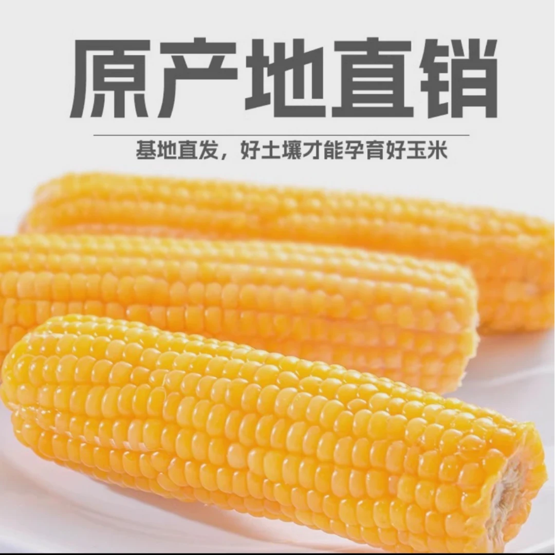 粘美人【M】东北2024年新鲜东北黄金玉米黄糯香甜东北