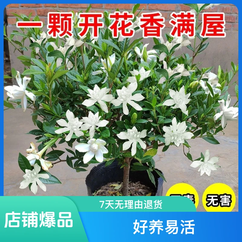 12年小叶栀子花带花苞开花香带盆独杆好养好管理重瓣花长得快